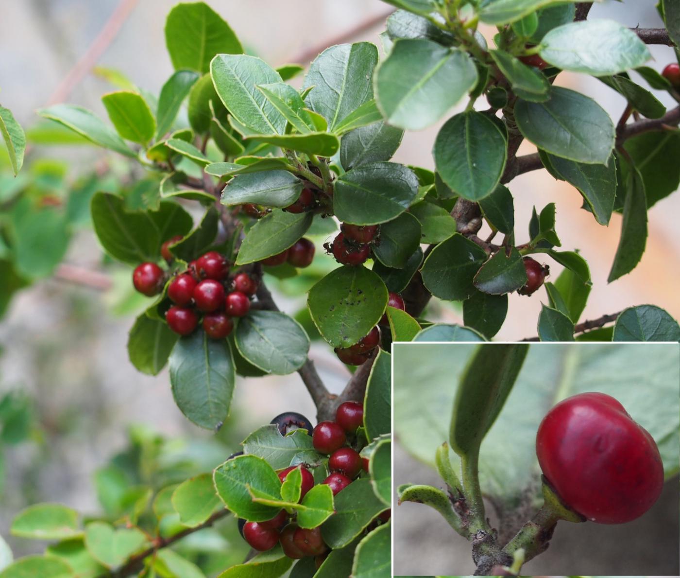 Buckthorn, Italian fruit